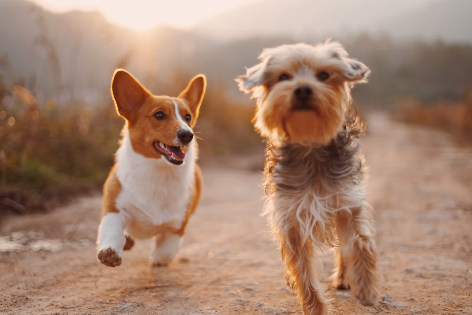 Petshow Comercio e Servicos LTDA